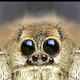 Illustration for article titled Male Spiders Eat Out Females In Order to Stay Alive